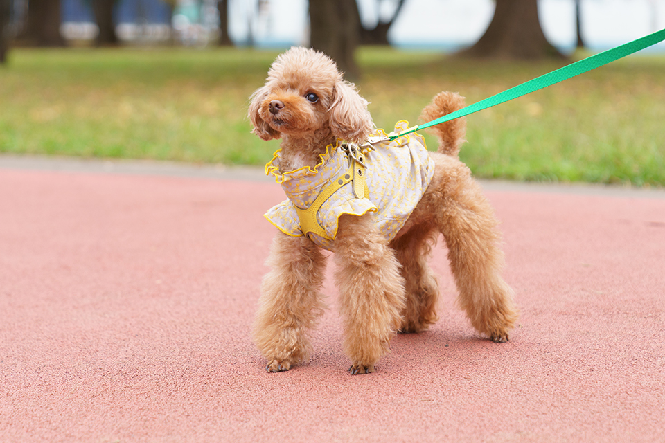 犬の体型に合わせた永瀬さやかさんの着心地のよい洋服