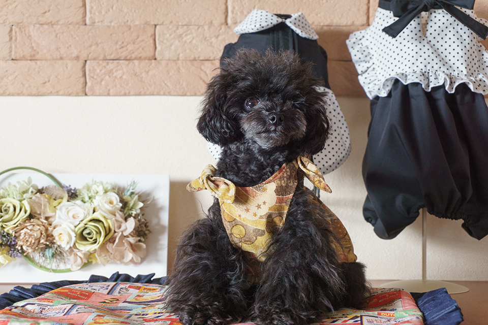 犬の体型に合わせた山本真寿美さんのおしゃれな洋服