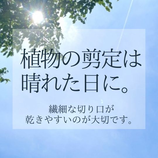 植物の剪定は晴れた日に。繊細な切り口が乾きやすいのが大切です！