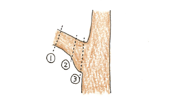 枝を切る位置