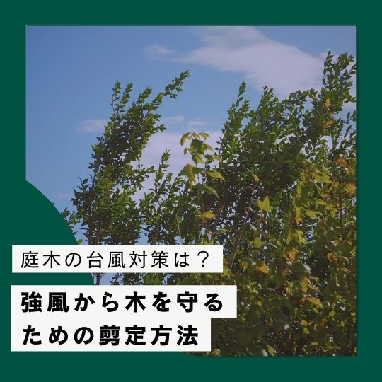 庭木の台風対策・暴風対策は？強い風から木を守るための剪定方法